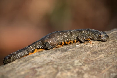 Great Crested Newt Survey in 